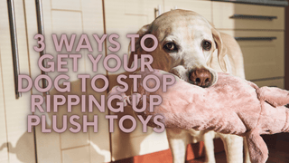 3 Ways To Get Your Dog To Stop Ripping Up Plush Toys | Plushie Depot