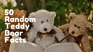 50 Random Facts About Teddy Bears - Plushie Depot