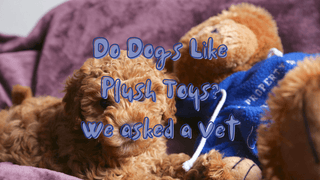 Do Dogs Like Plush Toys? We Asked A Vet | Plushie Depot
