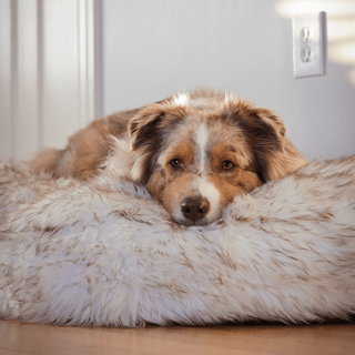 PupCloud™ Faux Fur Memory Foam Dog Bed - Curve White Plushie Depot