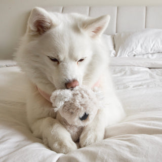 Fur Elise Koko Plush Toy Set