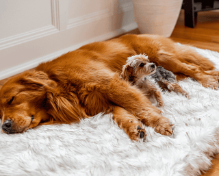 PupRug™ Faux Fur Orthopedic Dog Bed - Rectangle White with Brown Accents | Plushie Depot