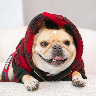 Frenchie Dog Hoodie - Red and Black Plaid