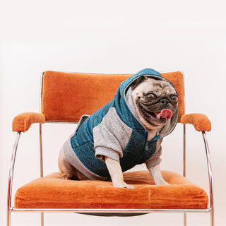 Frenchie Dog Hoodie - Blue & Grey