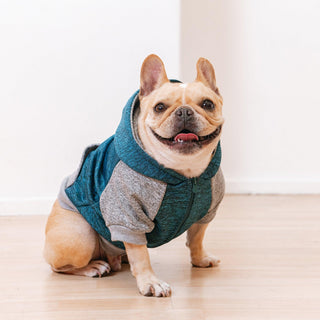 Frenchie Dog Hoodie - Blue & Grey | Plushie Depot