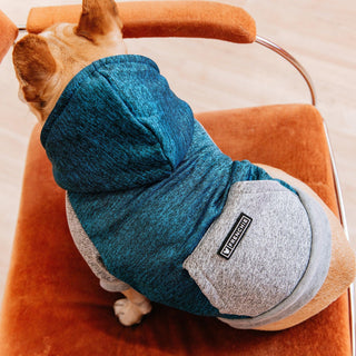 Frenchie Dog Hoodie - Blue & Grey | Plushie Depot