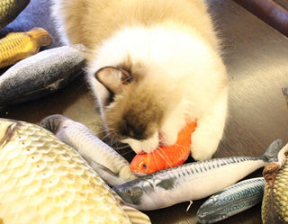Funny Fish Cat Plush Toys - Plushie Depot