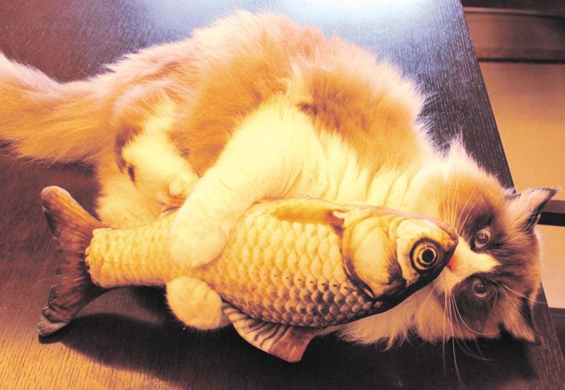 Funny Fish Cat Plush Toys Pet Toys Plushie Depot