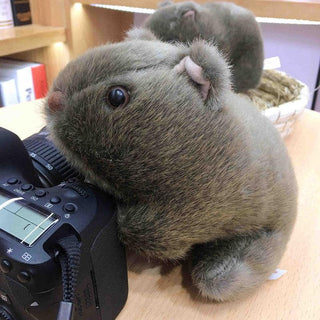 Realistic Wombat Plushie Grey Plushie Depot