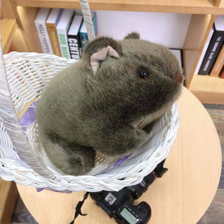Realistic Wombat Plushie Plushie Depot