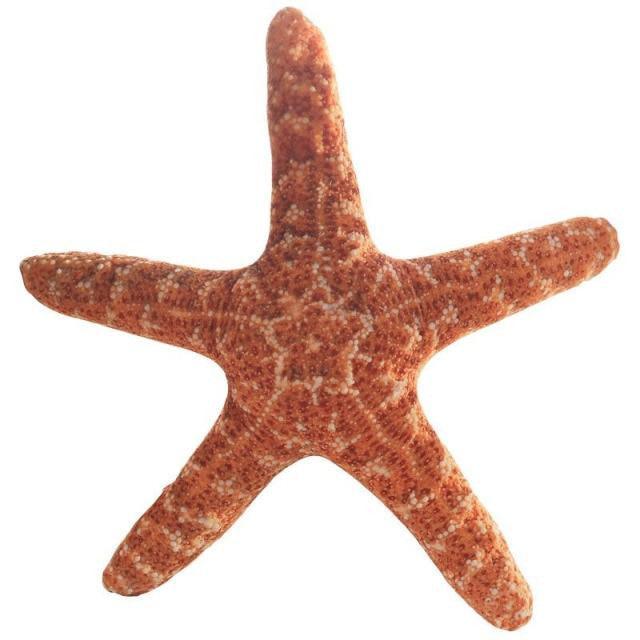 Simulation Plush Toy Starfish Default Title Plushie Depot